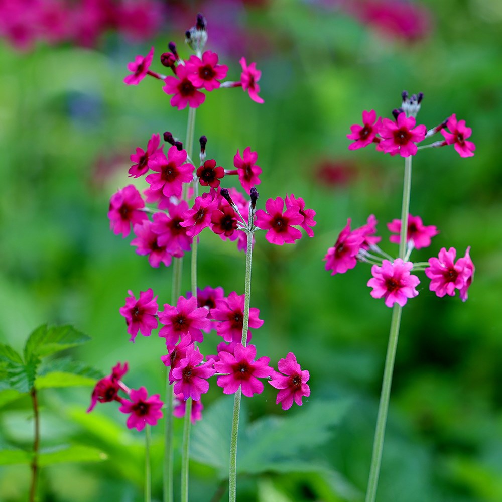 Primula Pulverulenta | Primrose