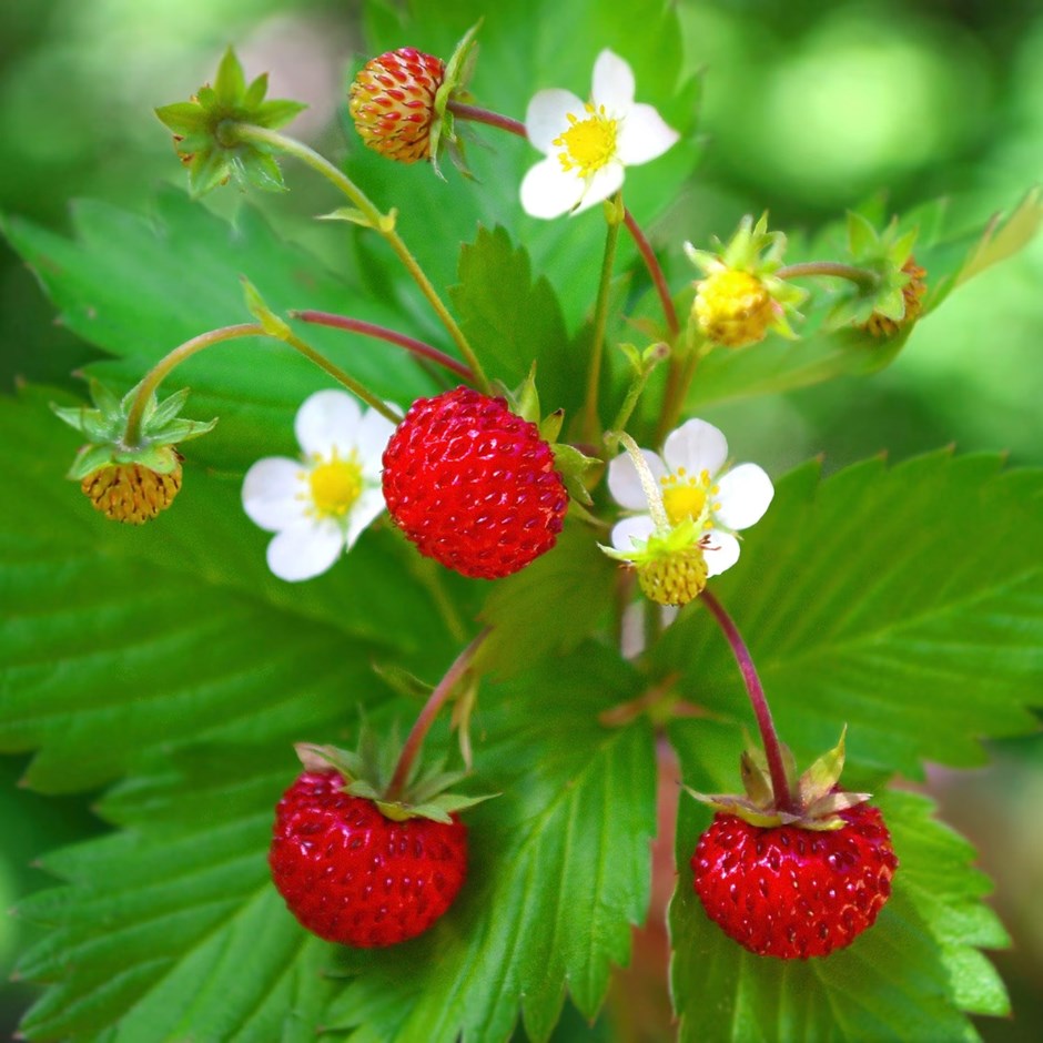 Alpine Strawberry | Fragaria Vesca