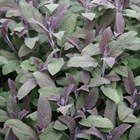 Salvia officinalis Purpurascens