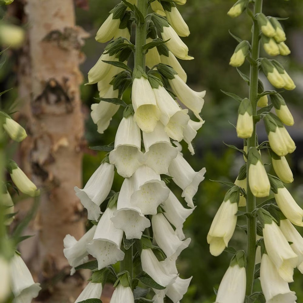 Digitalis Albiflora | White-Flowered Foxglove