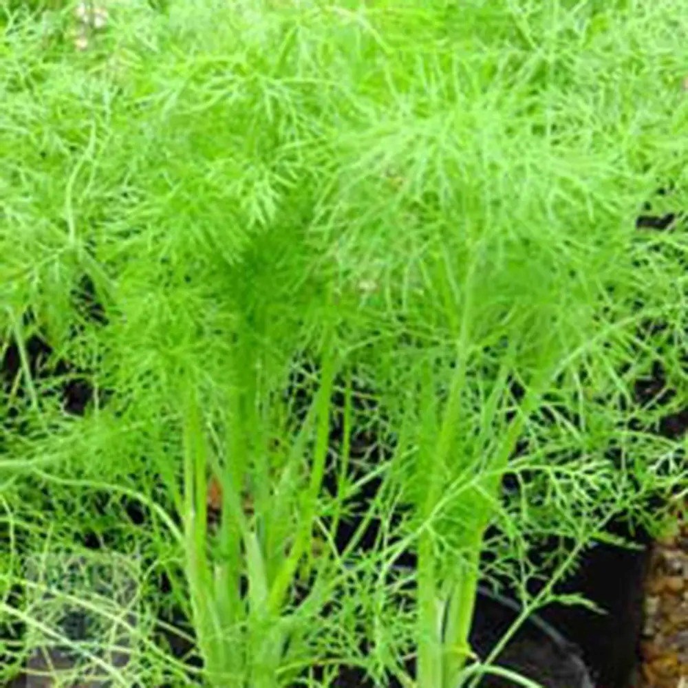 Foeniculum Vulgare | Fennel Or Foeniculum Vulgare