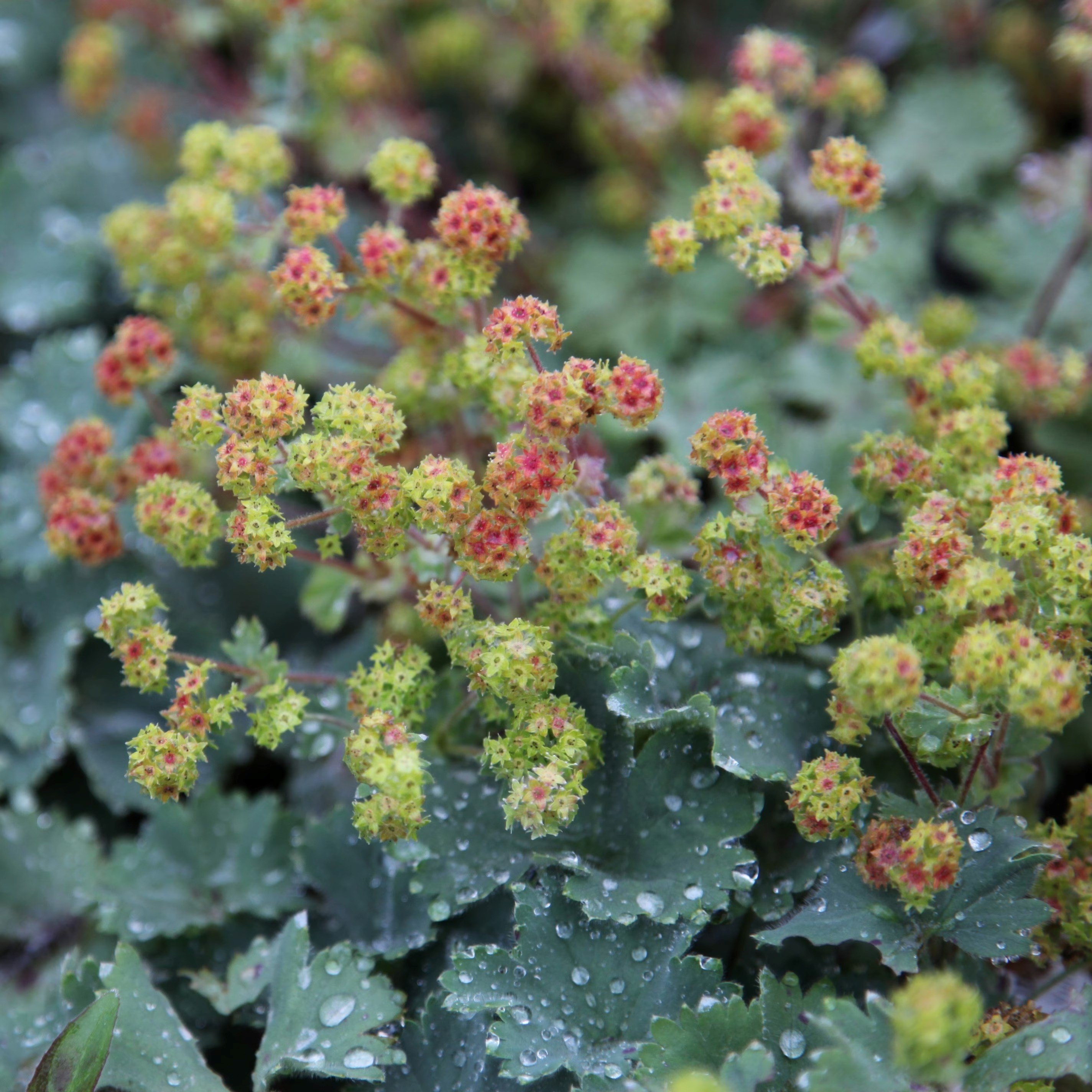 Alchemilla Erythropoda | Ladys Mantle