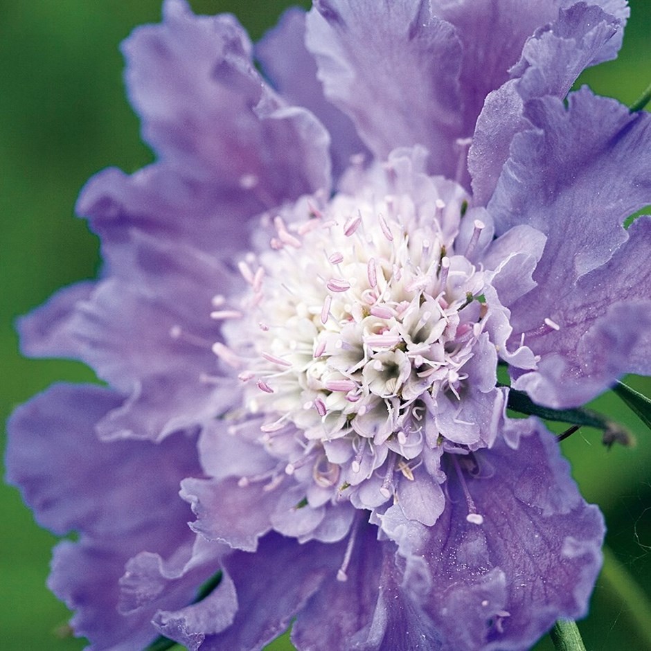 Scabiosa Caucasica Perfecta Mid Blue | Pincushion Flower