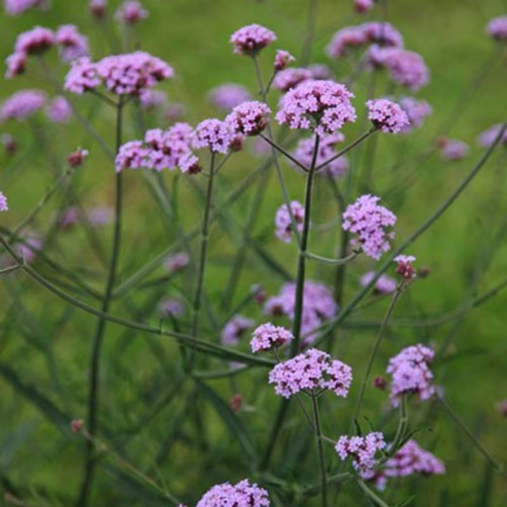 Verbena Bonariensis Lollipop