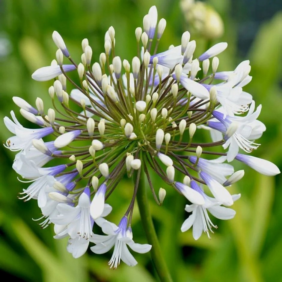 Agapanthus Queen Mum | African Lily