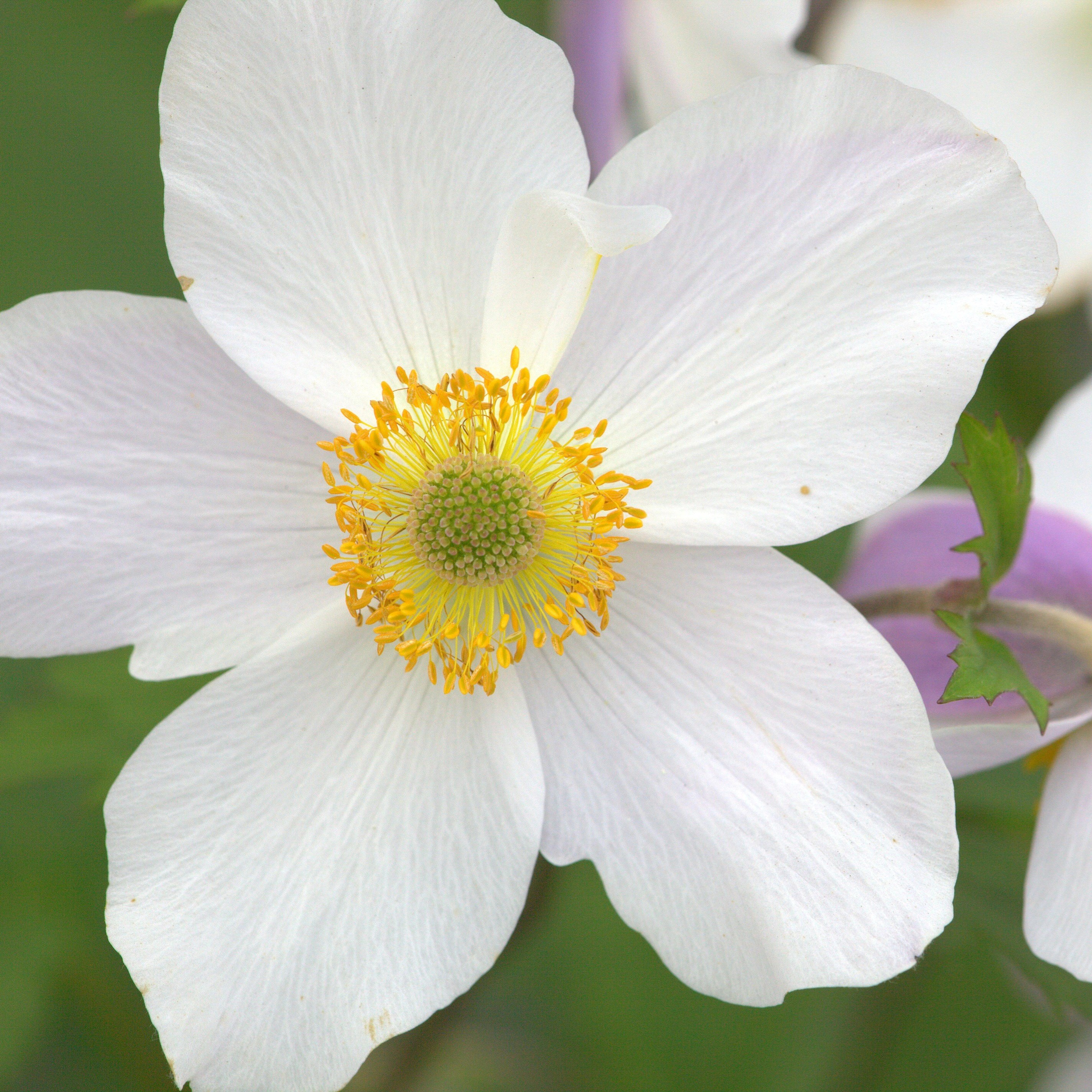 Anemone Wild Swan