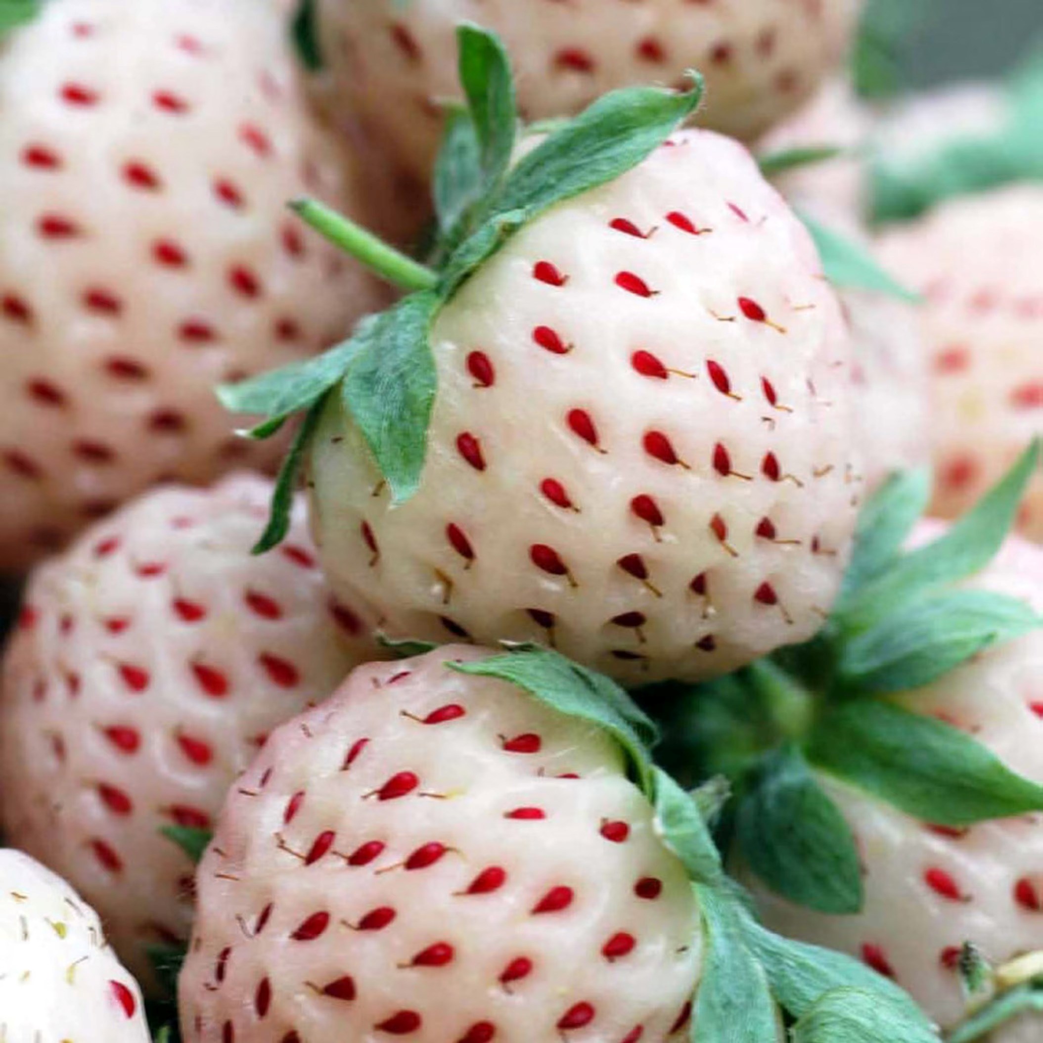 Pineberry White Dream | Fragaria Ananassa