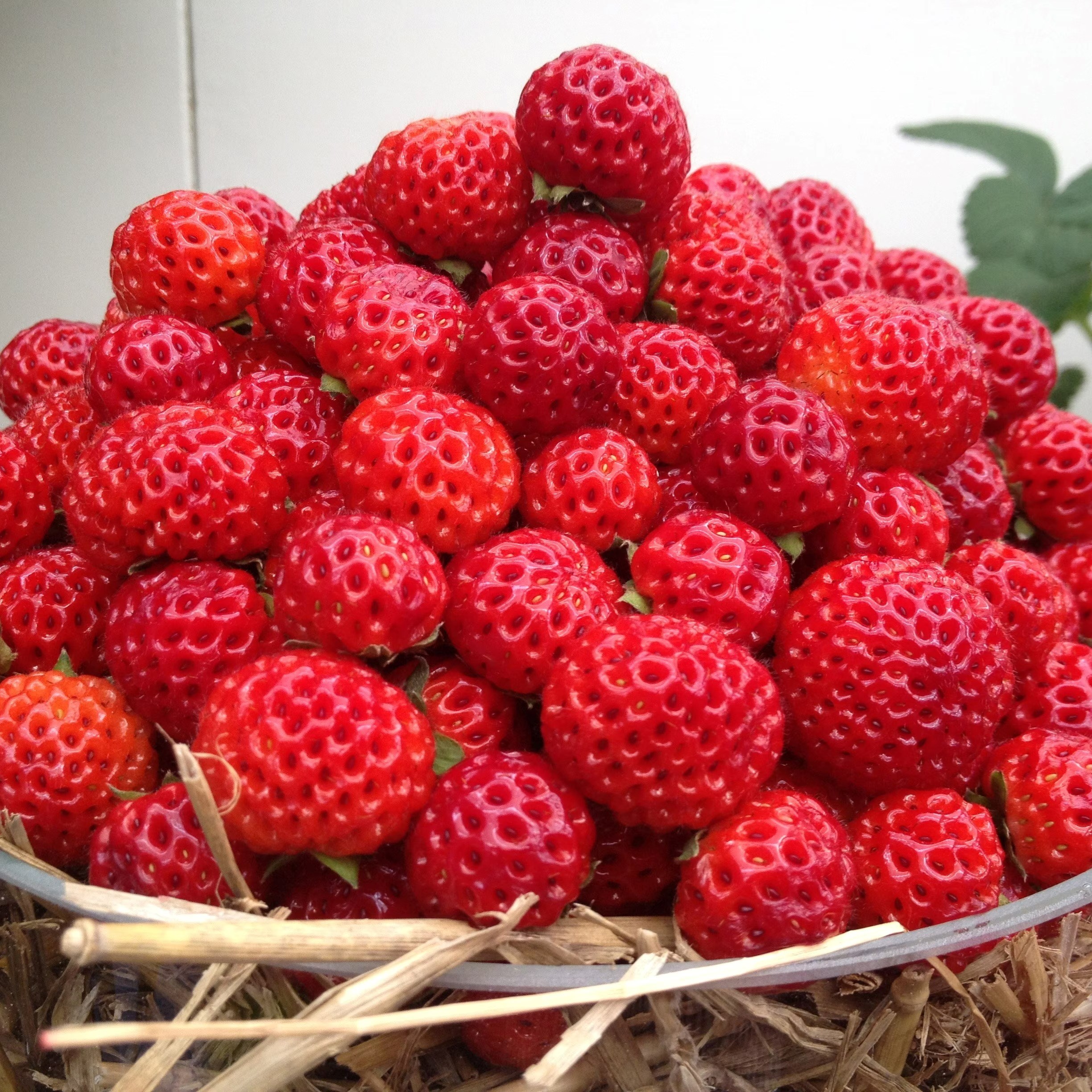 Framberry Red Dream | Fragaria × Ananassa