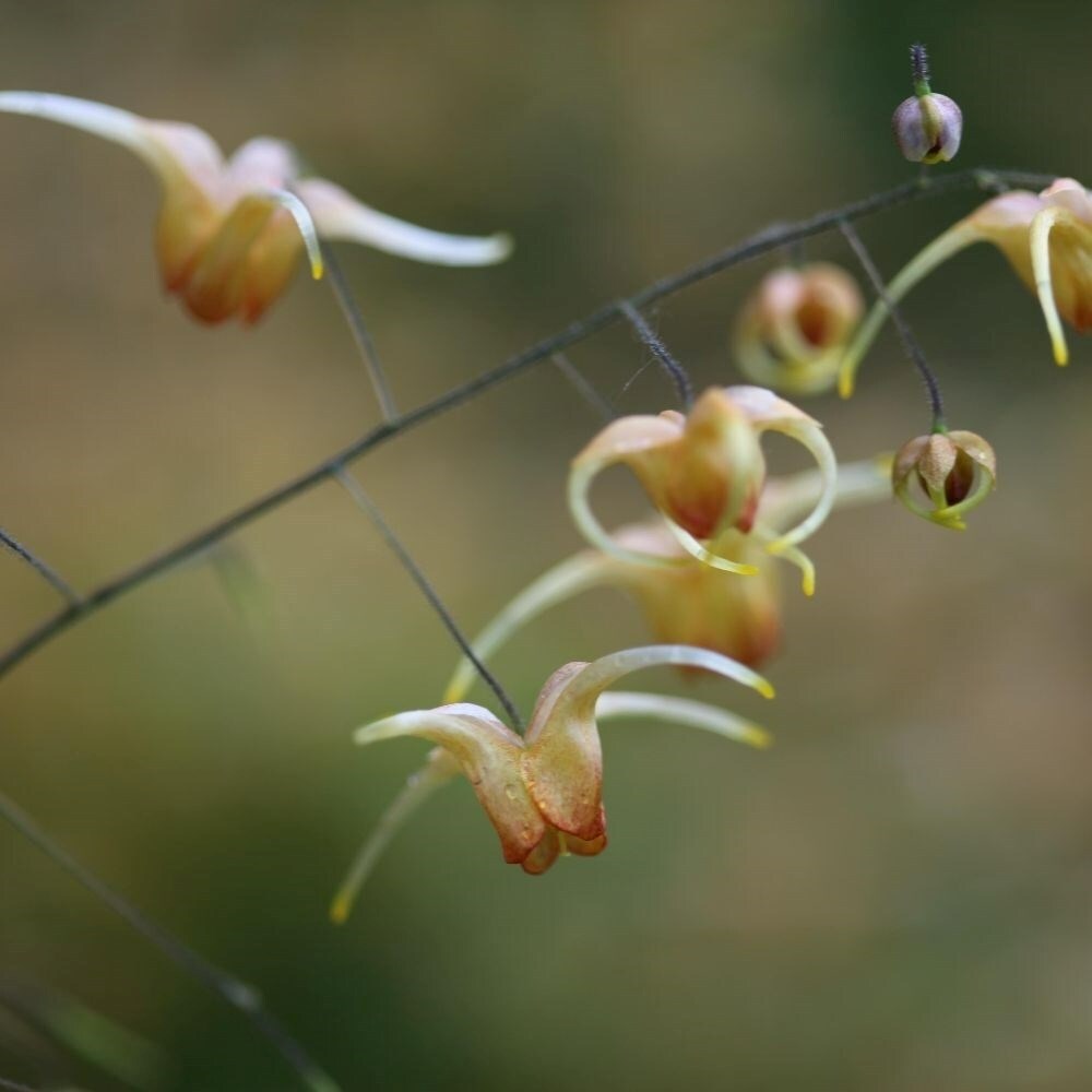 Epimedium Amber Queen | Barrenwort