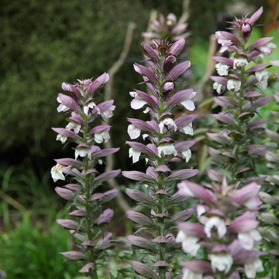 Acanthus Spinosus | Bears Breeches