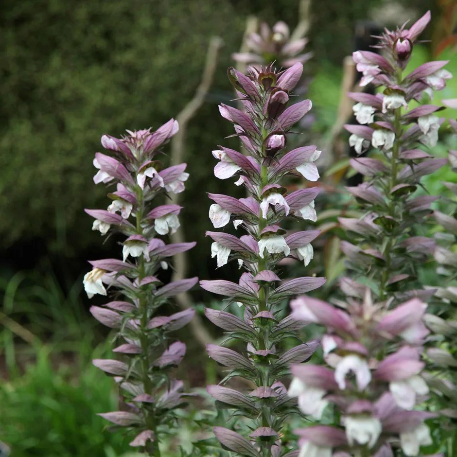 Acanthus Spinosus | Bear's Breeches
