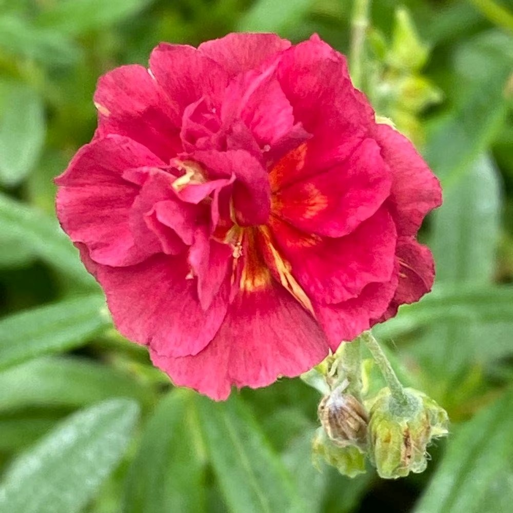 Helianthemum Cerise Queen | Rock Rose