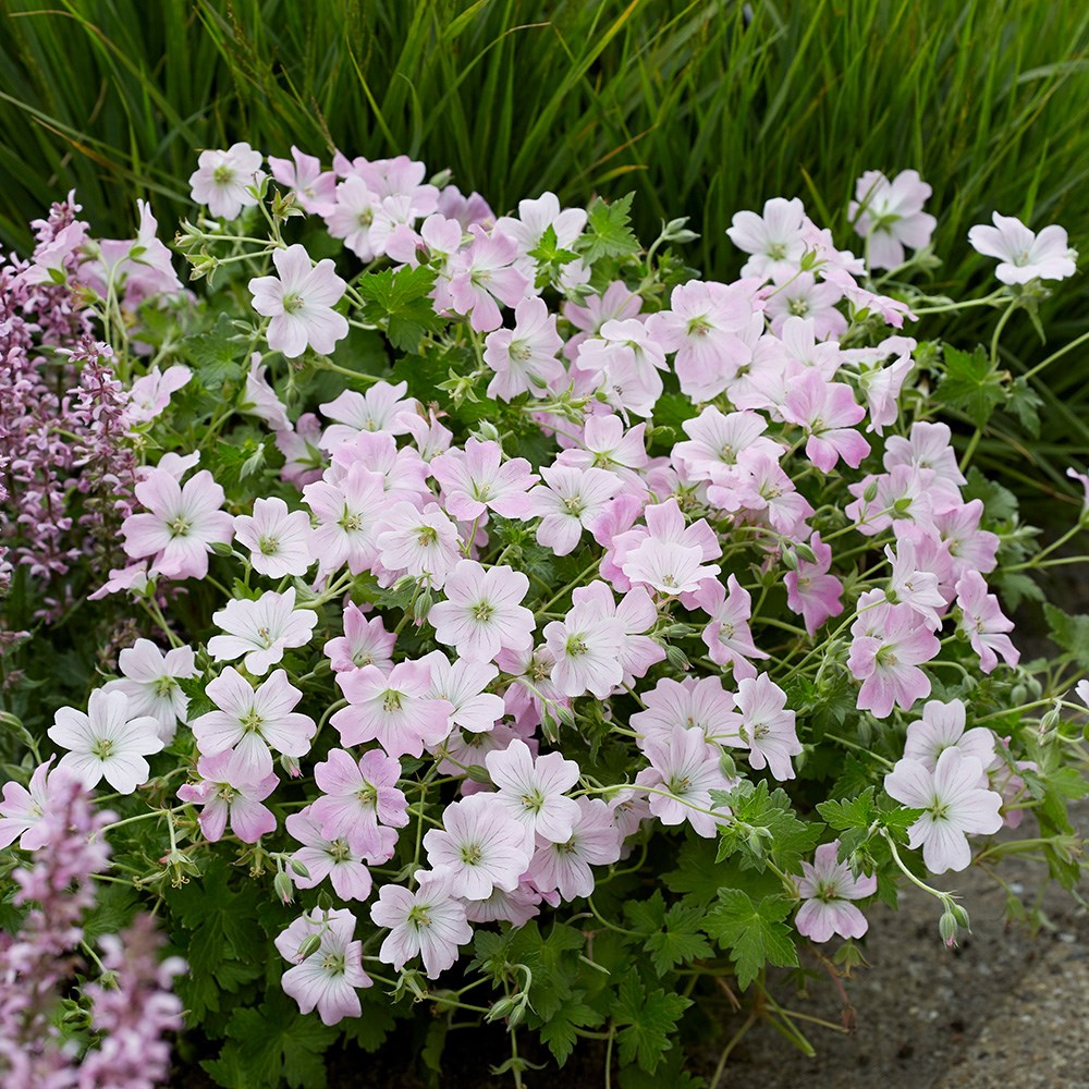 Geranium Dreamland