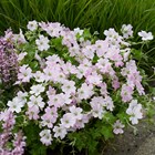 Geranium Dreamland