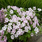 Geranium Dreamland ('Bremdream') (PBR)