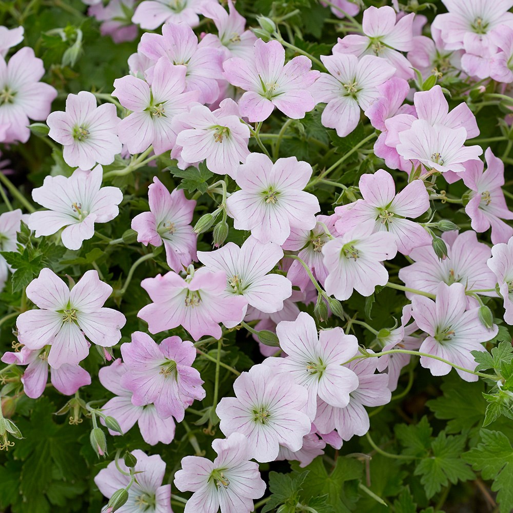 Geranium Dreamland