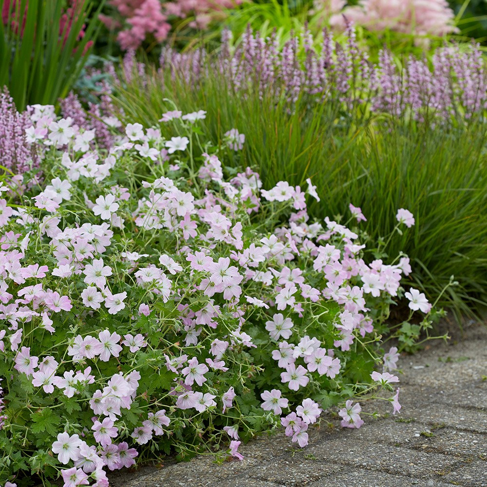 Geranium Dreamland