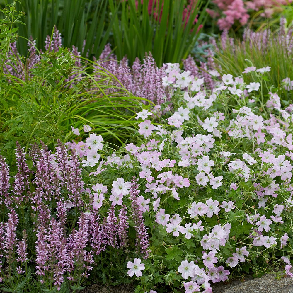 Geranium Dreamland