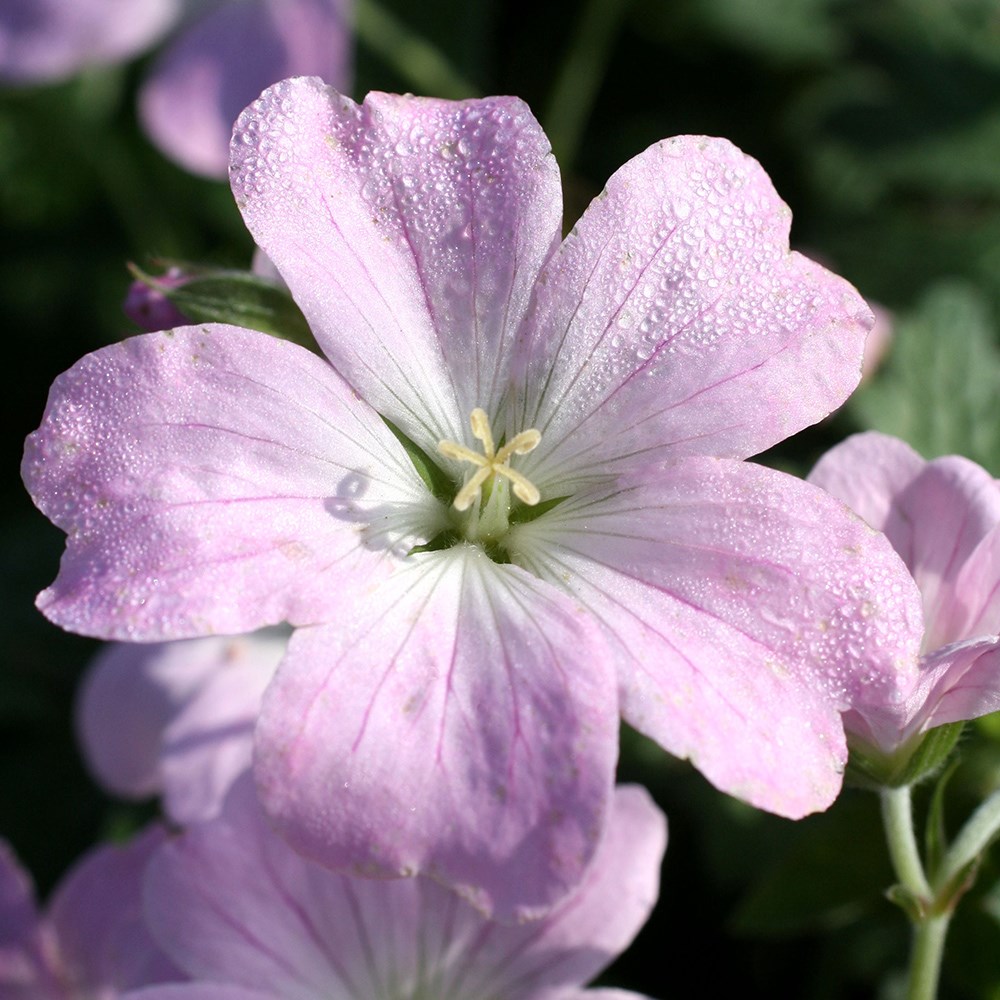 Geranium Dreamland