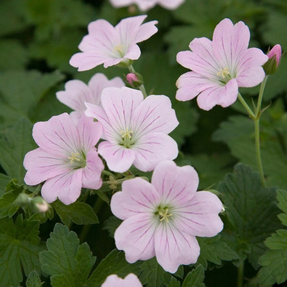 Geranium Dreamland