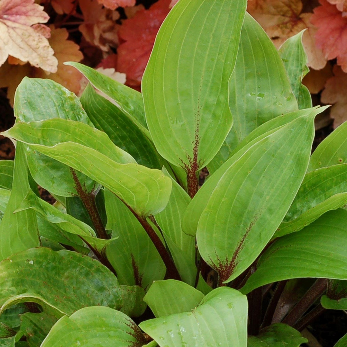Hosta Purple Heart | Plantain Lily