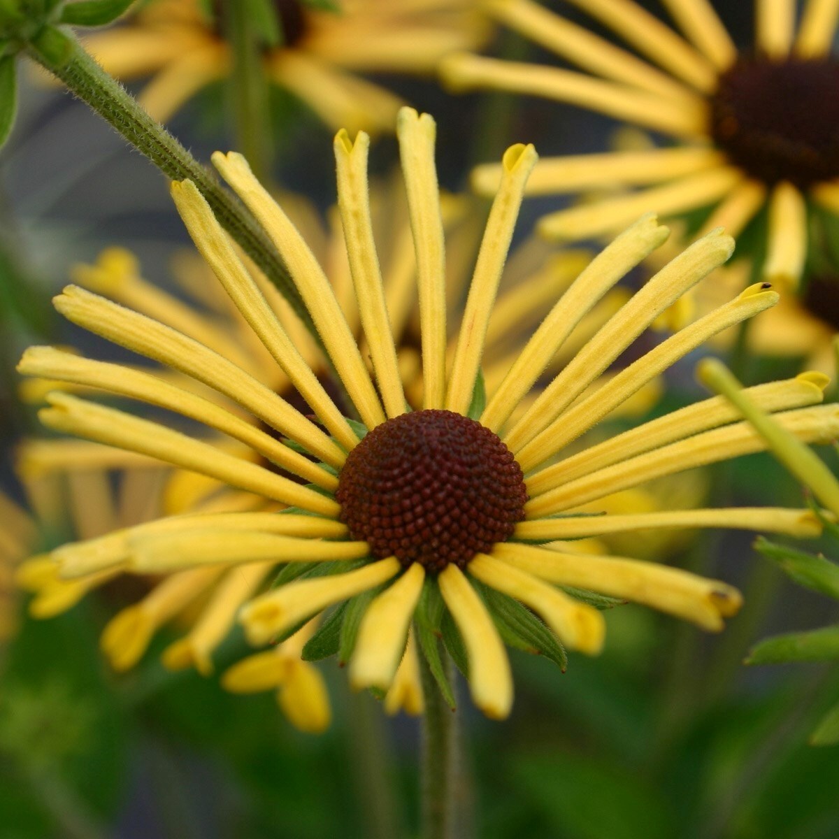 Rudbeckia Subtomentosa Henry Eilers | Coneflower