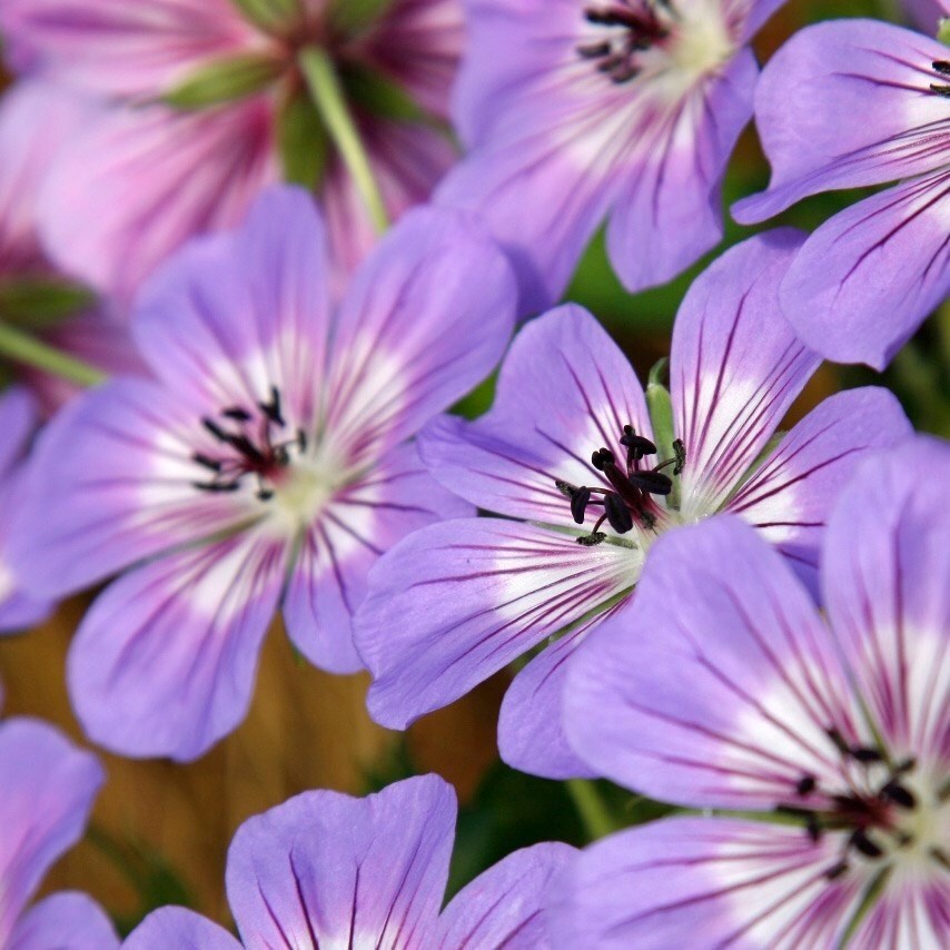 Geranium Wallichianum Havana Blues