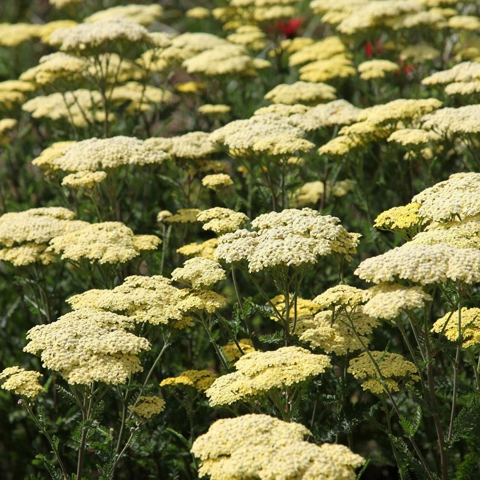 Achillea Credo | Yarrow