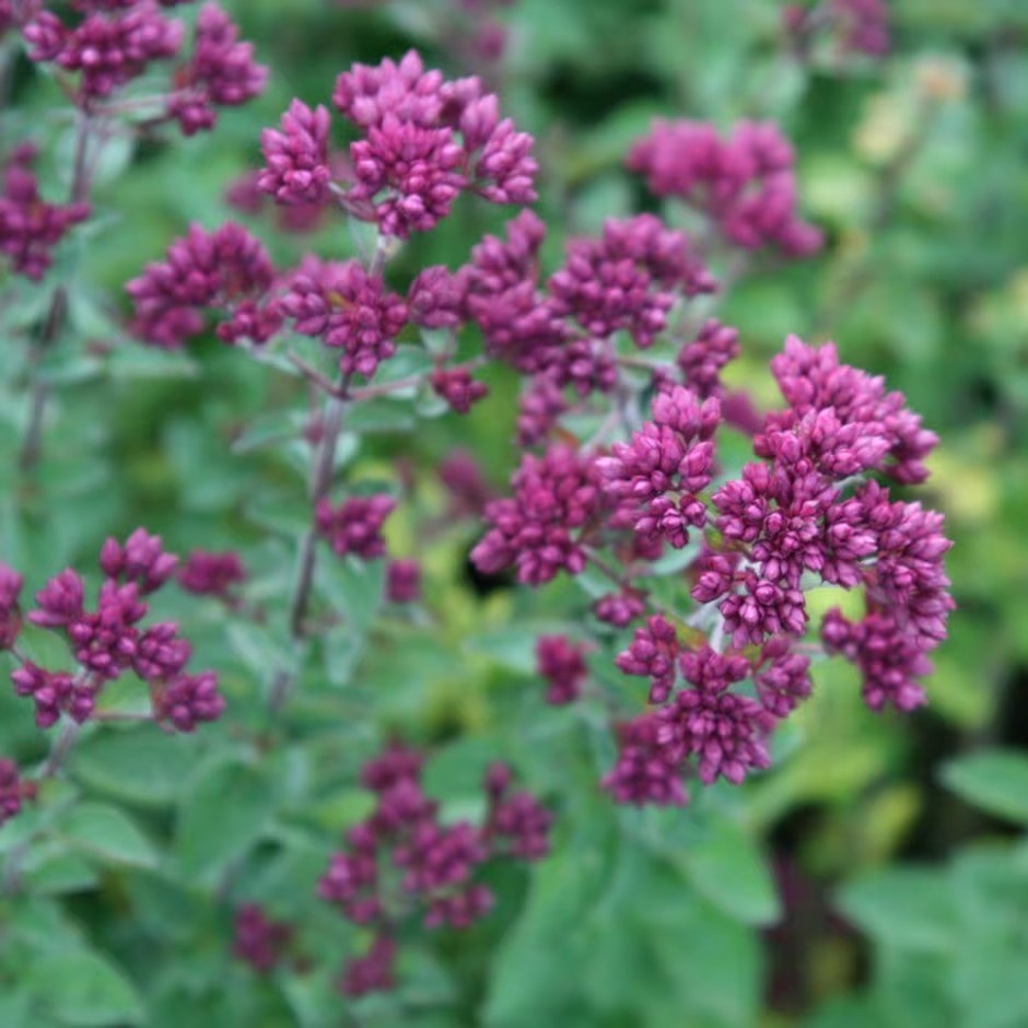 Origanum Rosenkuppel | Oregano