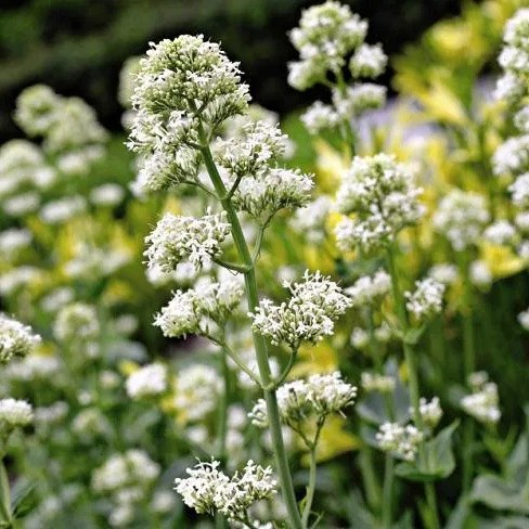 Centranthus Ruber Albus | Valerian