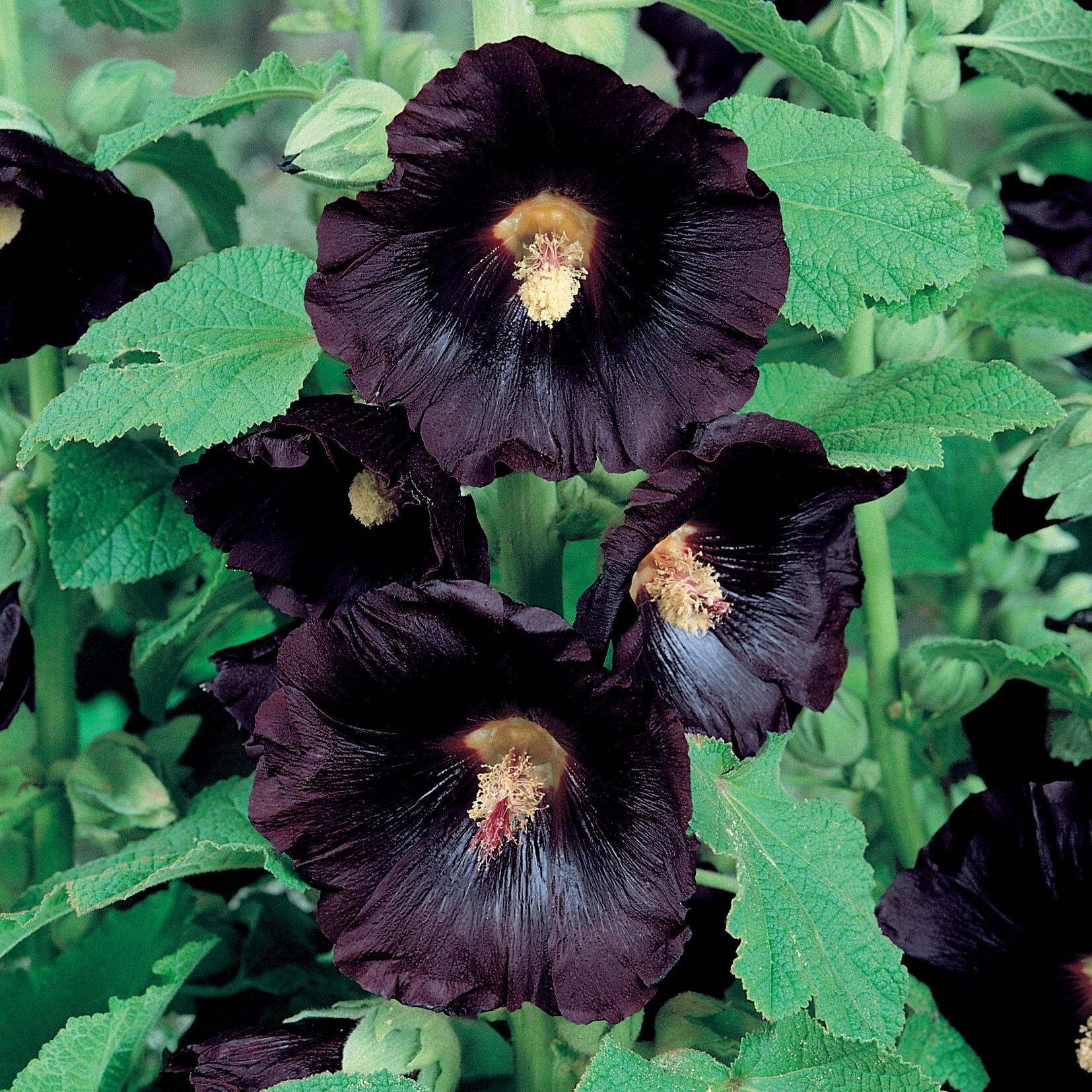 Alcea Rosea Nigra | Hollyhock