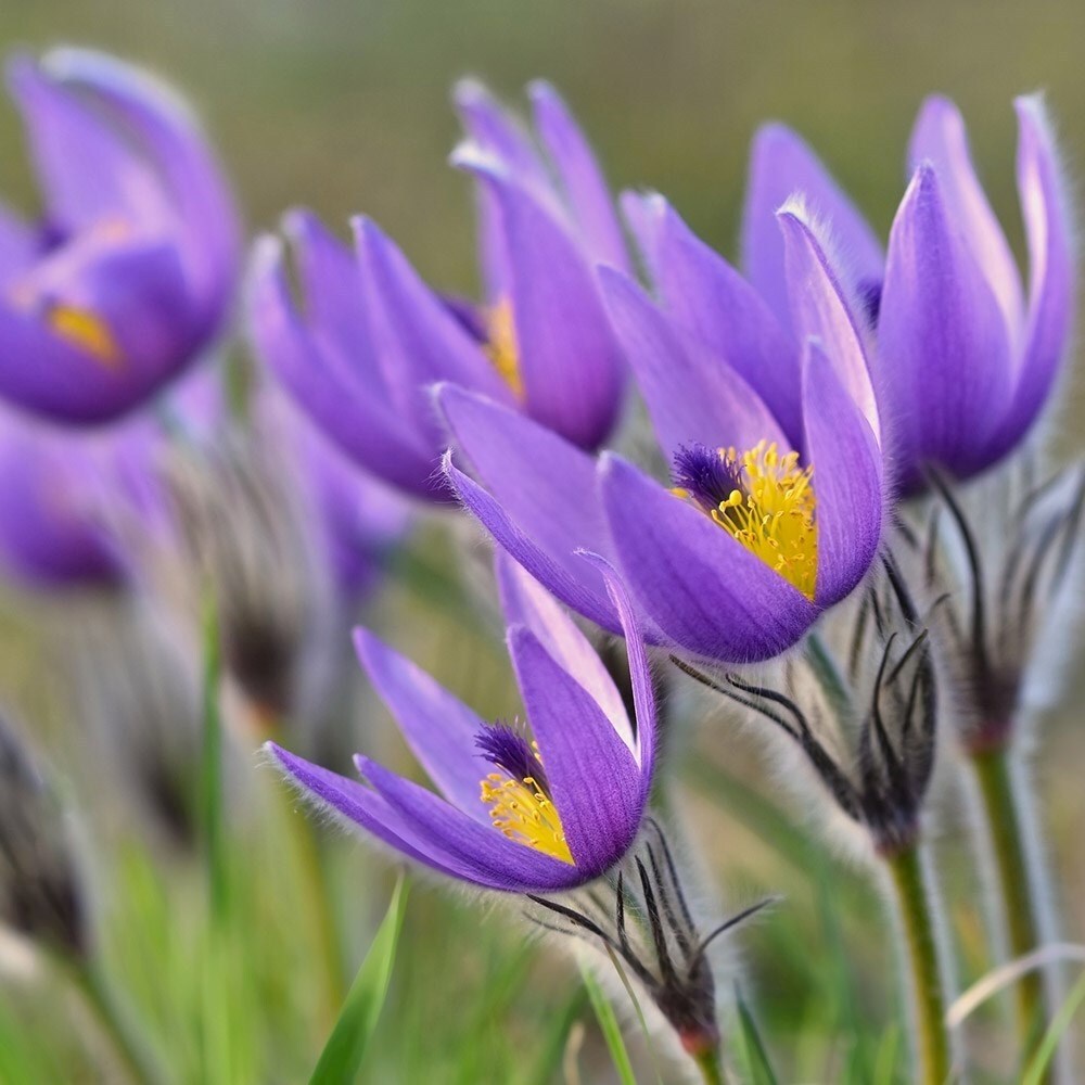 Pulsatilla Vulgaris | Pasque Flower