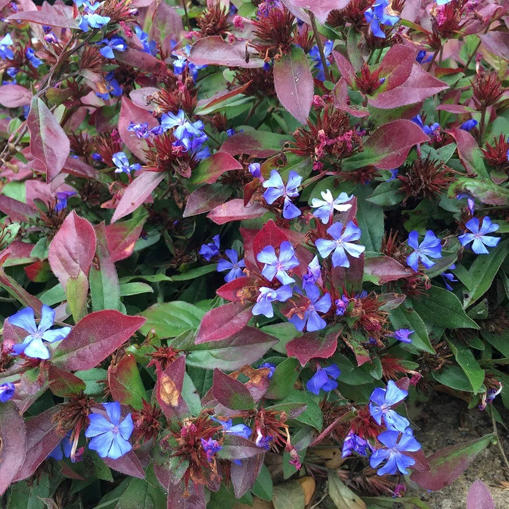 Ceratostigma Plumbaginoides | Hardy Plumbago