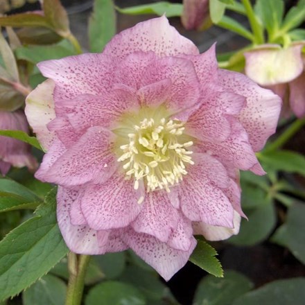 Helleborus × hybridus Double Ellen Pink