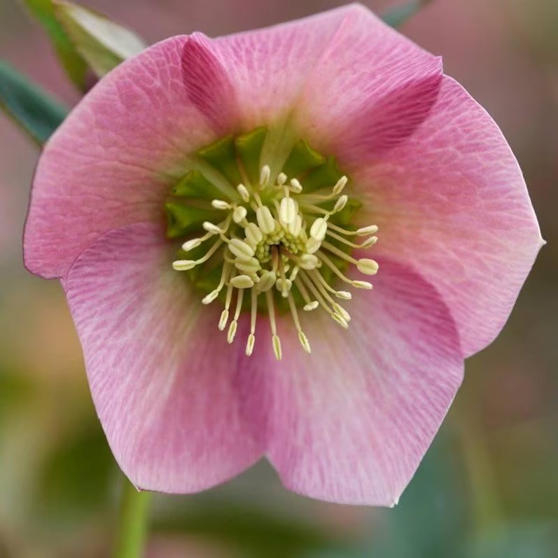 Helleborus Pretty Ellen Pink | Lenten Rose Or Hellebore