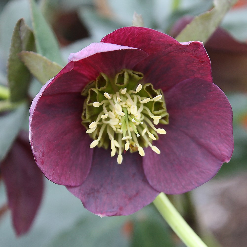 Helleborus Pretty Ellen Red | Lenten Rose Or Hellebore