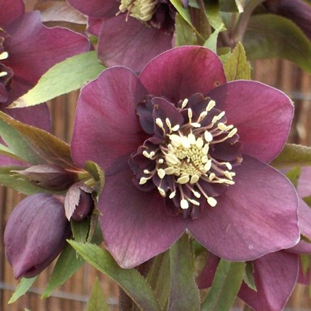 Helleborus × hybridus Pretty Ellen Red