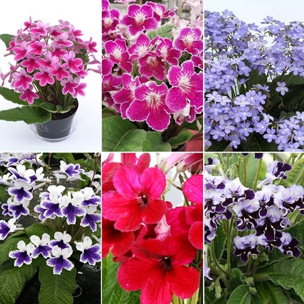 Streptocarpus Collection of 6 collection of 6 plants