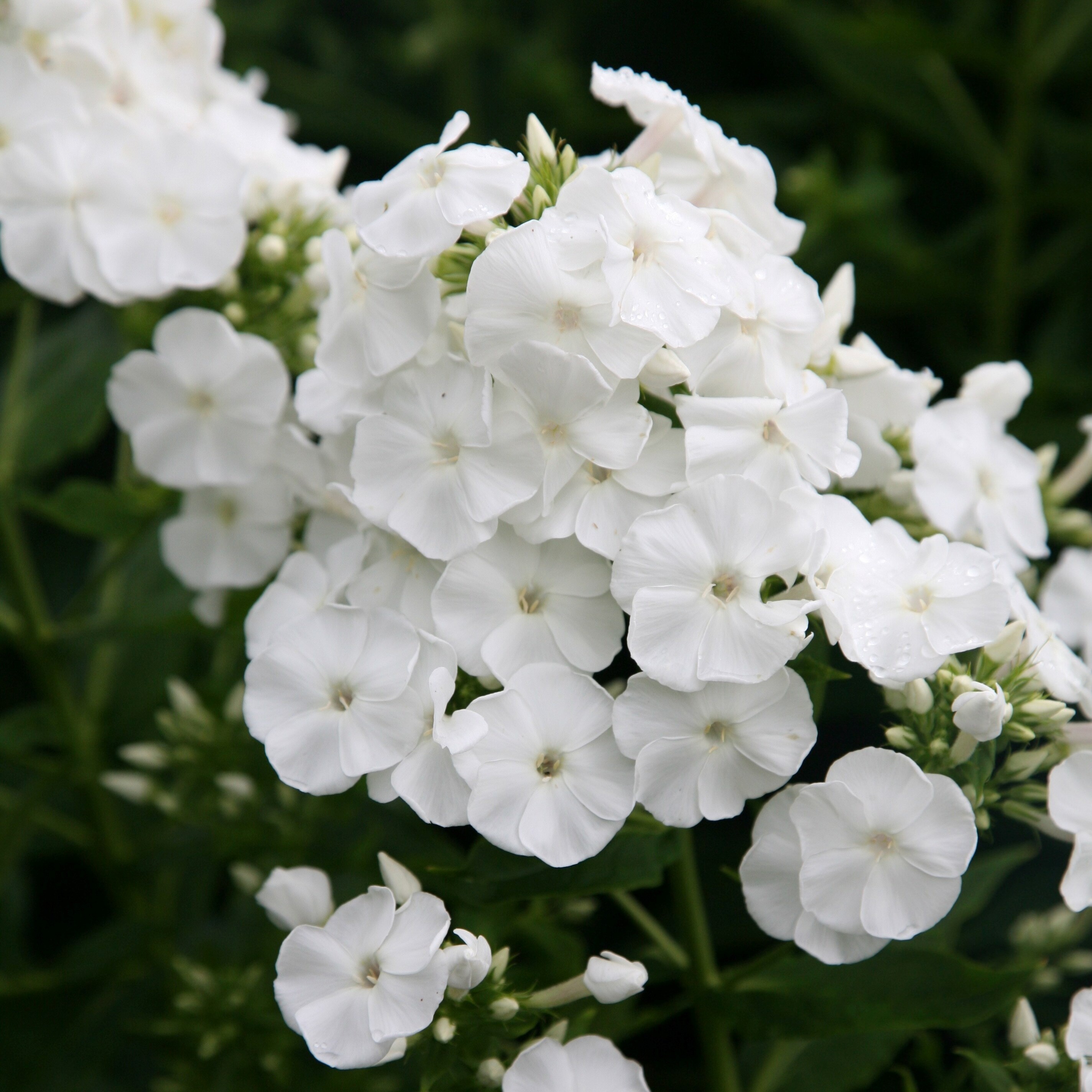 Phlox Paniculata Rembrandt | Border Phlox