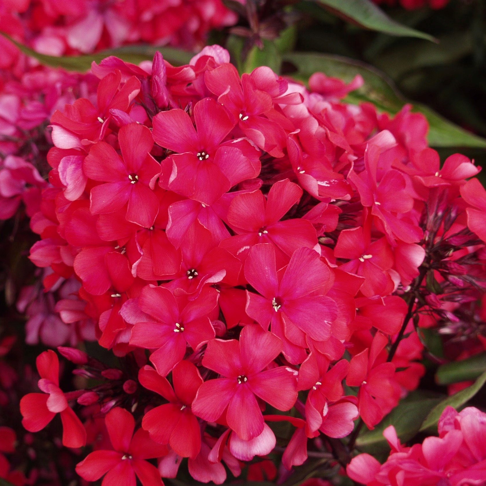 Phlox Paniculata Starfire | Border Phlox
