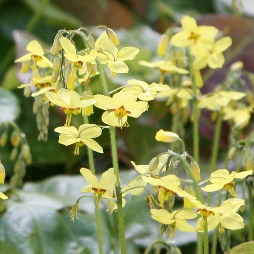 Epimedium × Perralchicum Fröhnleiten | Barrenwort