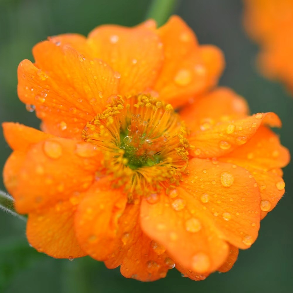 Geum Prinses Juliana | Avens