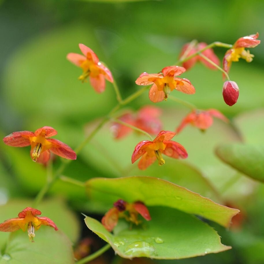 Epimedium × Warleyense | Bishops Hat