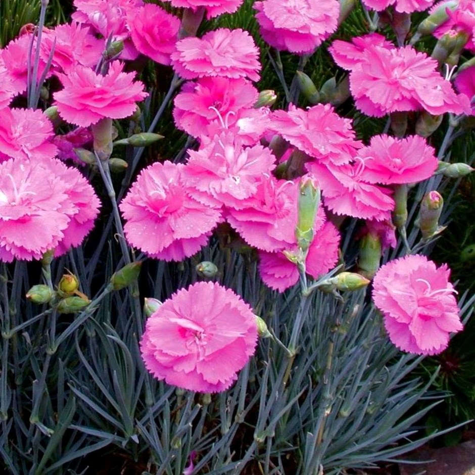 Dianthus Tickled Pink | Pot Pink