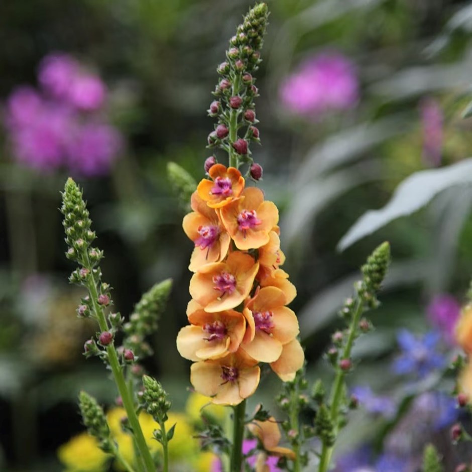 Verbascum Clementine | Mullein