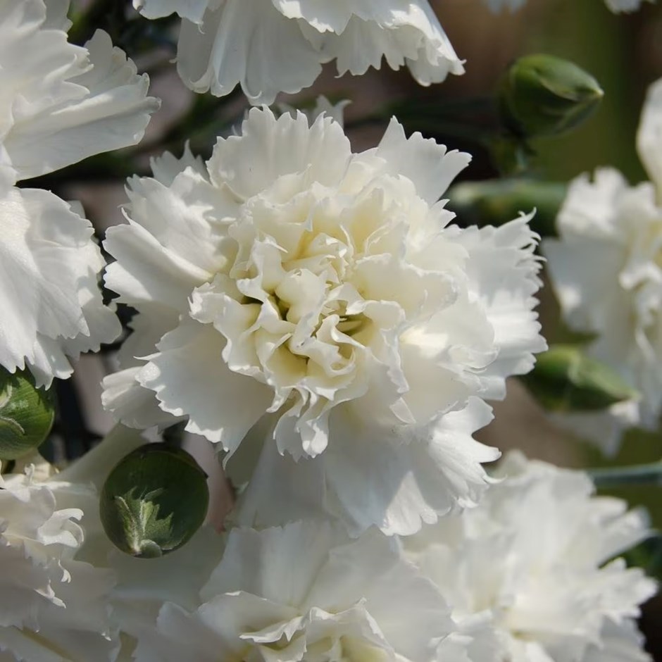 Dianthus Memories