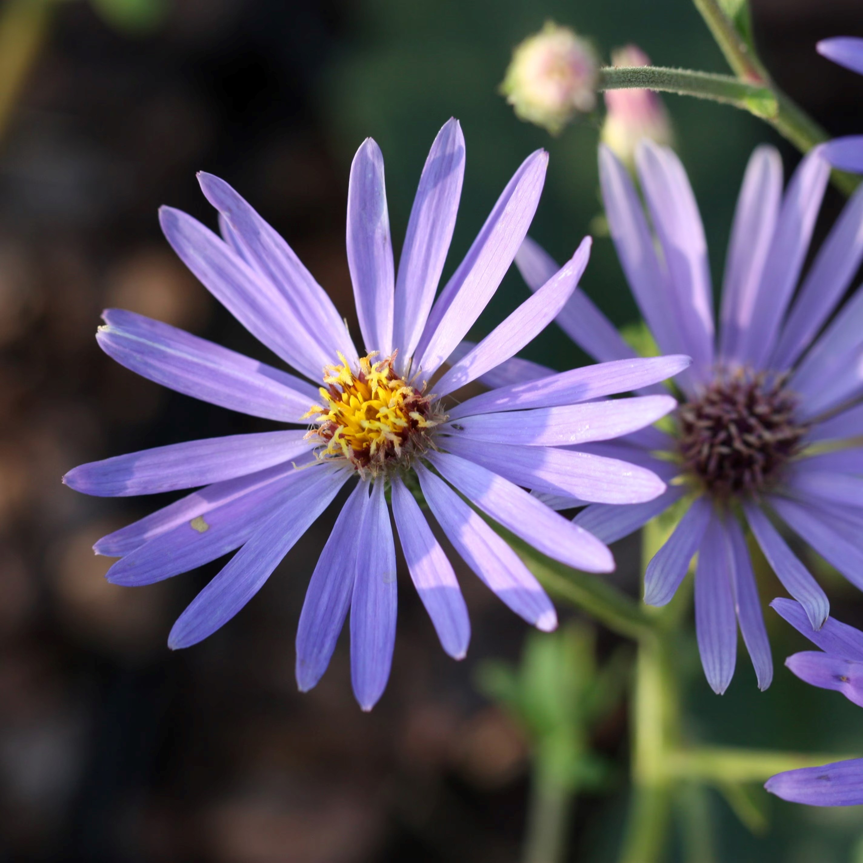 Aster macrophyllus Twilight | Eurybia × Herveyi