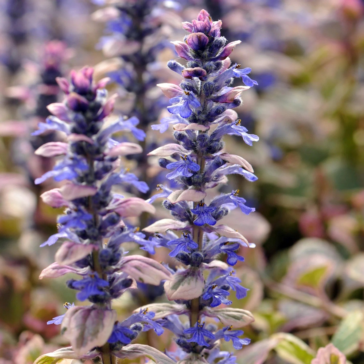 Ajuga Reptans Burgundy Glow | Bugle