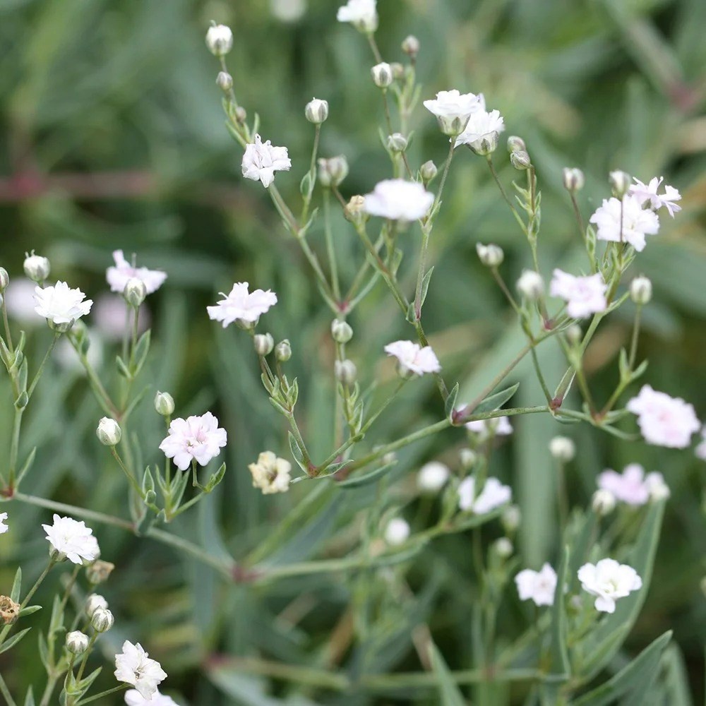 Gypsophila Rosenschleier | Babys Breath