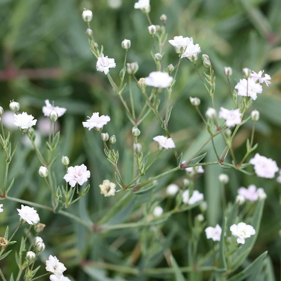 Gypsophila Rosenschleier | Babys Breath